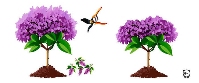 Illustration of pruning a lilac
