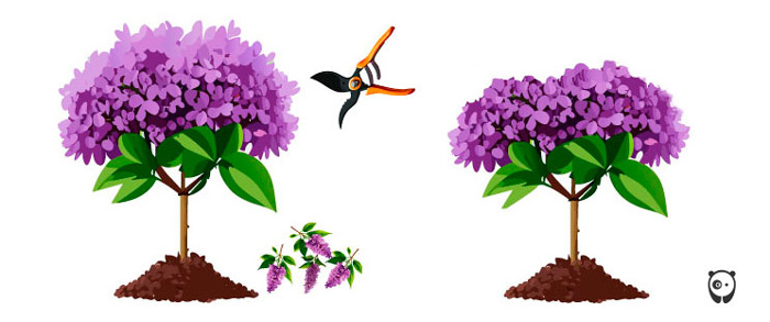 Illustration of pruning a lilac Illustration of pruning a lilac