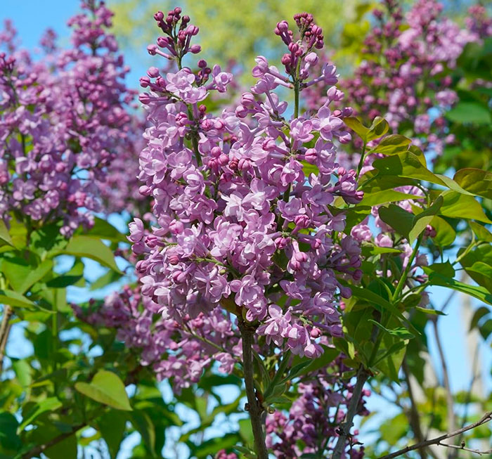 Scentara Double Blue lilac Scentara Double Blue lilac