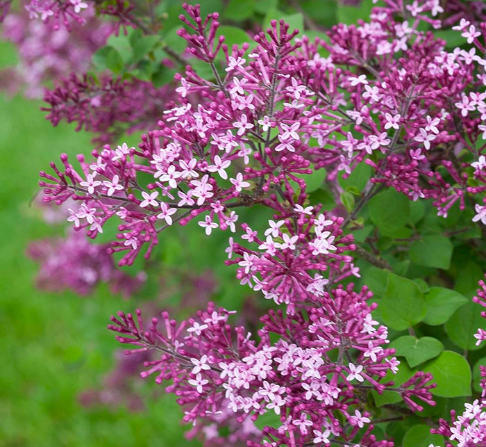 Bloomerang lilac Bloomerang lilac