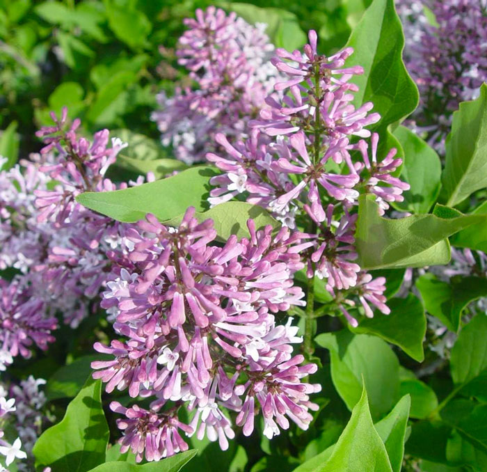 Miss Kim lilac Miss Kim lilac