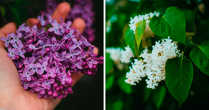 Lilac Bush: The Ultimate Growing Guide (Beginners To Advanced)