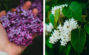 Lilac Bush: The Ultimate Growing Guide (Beginners To Advanced)