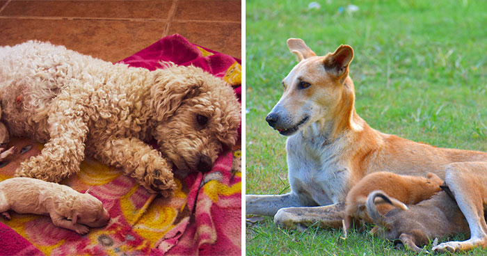 Mastitis in Dogs: Everything You Need to Know