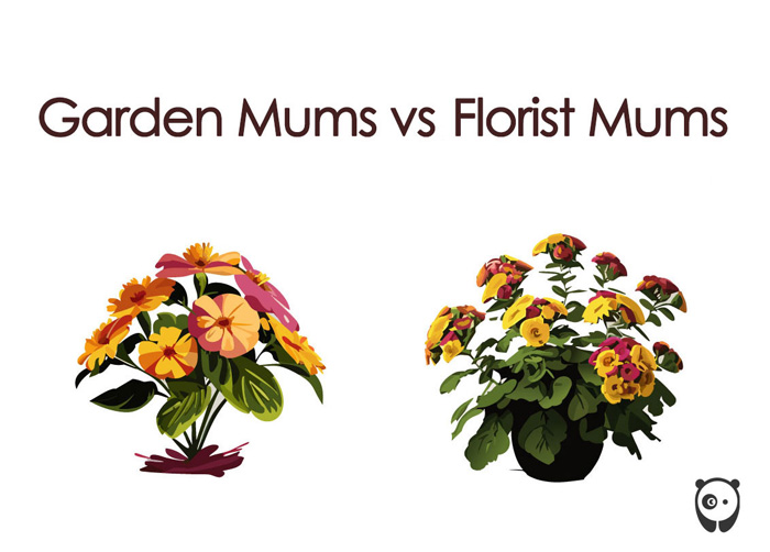 illustration garden mums vs. florist mums