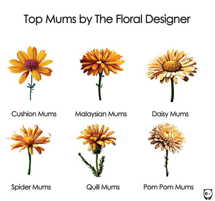 illustration of mums flower's varieties