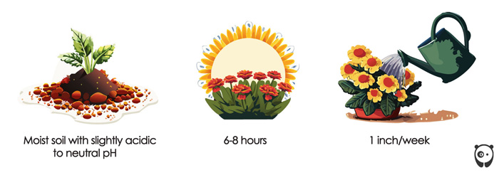 illustration for soil, light, water for mums flower illustration for soil, light, water for mums flower