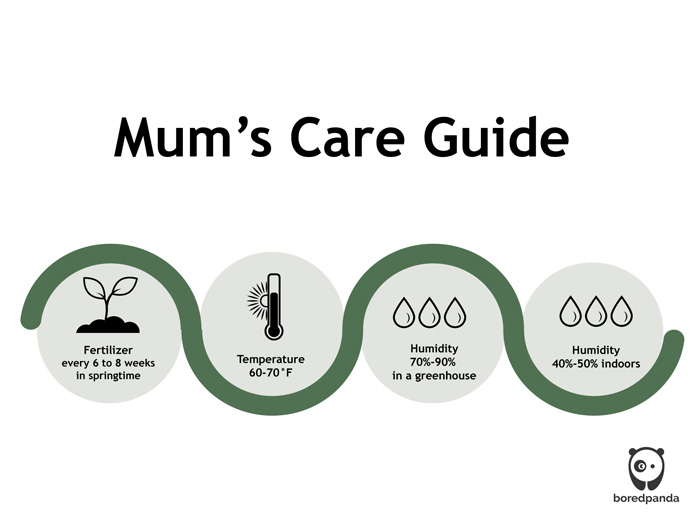 graphic for mums flower care