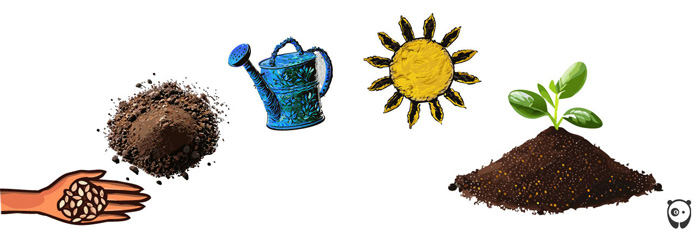 illustration of how growing mums flower from seeds illustration of how growing mums flower from seeds