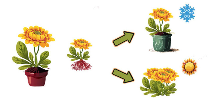 illustration for how growing mums flower in pot