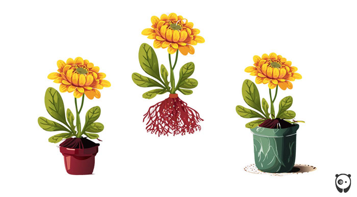 illustration of repotting mums flower