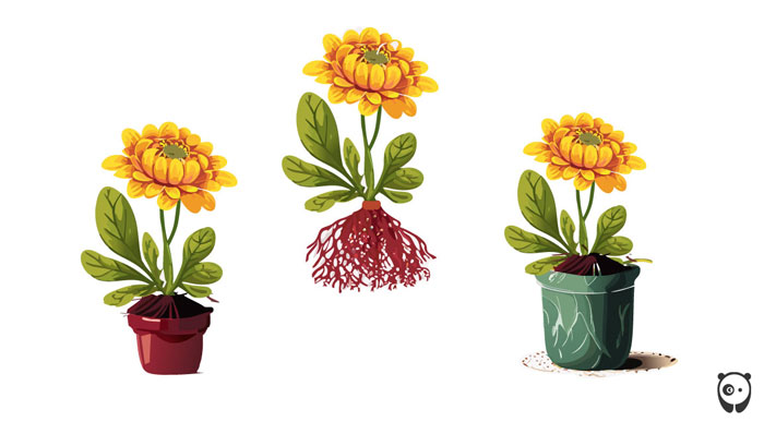 illustration of repotting mums flower illustration of repotting mums flower