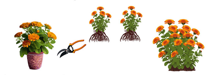 illustration of division a mums flower
