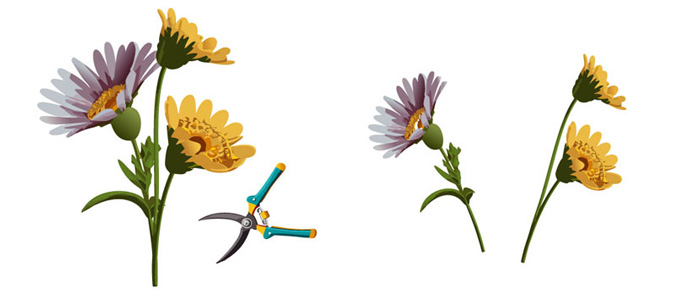 illustration of propagating a mums flower by stem cuttings illustration of propagating a mums flower by stem cuttings