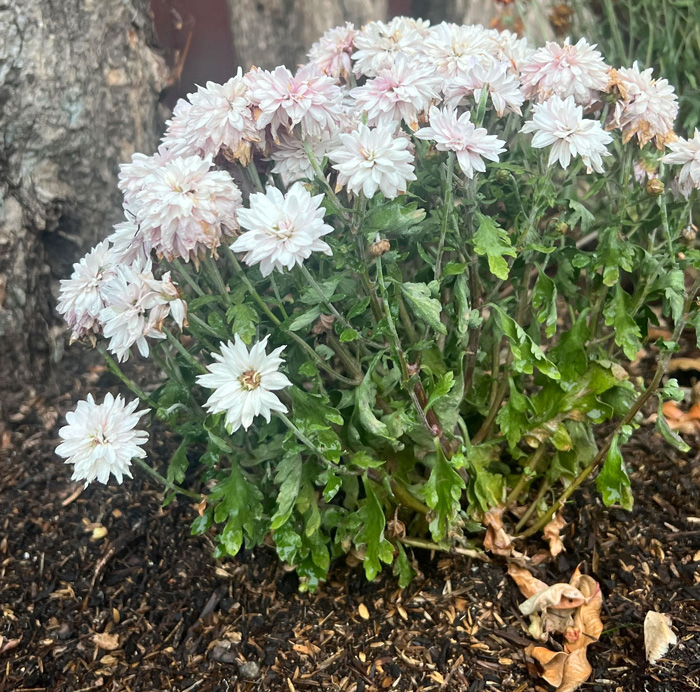 White dry mums flower in the ground