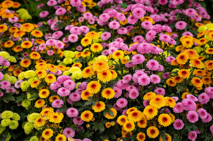 Colorful blooming mums flowers
