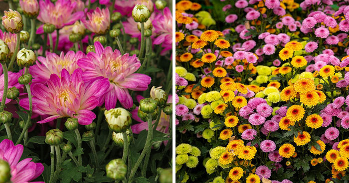 Expert-Approved Guide To Growing The Healthiest Mums