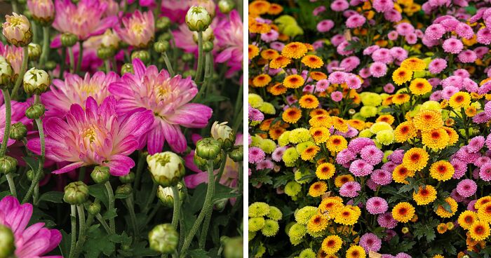 Expert-Approved Guide To Growing The Healthiest Mums