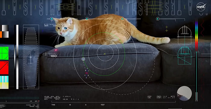 NASA Employee's Cat Stars In First Clip Transmitted To Earth By Laser 19 Million Miles Away