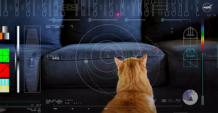 NASA Employee's Cat Stars In First Clip Transmitted To Earth By Laser 19 Million Miles Away