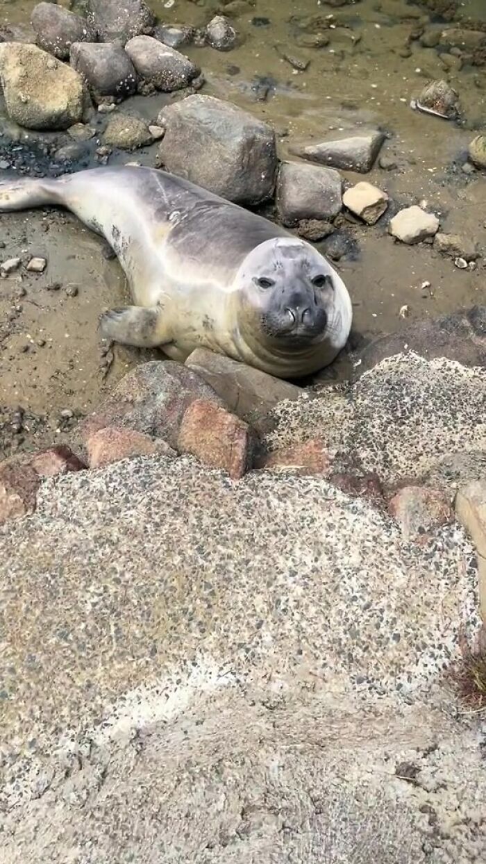 Niel The Seal Terrorizes Tiny Tasmanian Town And The Internet Adores Him Niel The Seal Terrorizes Tiny Tasmanian Town And The Internet Adores Him
