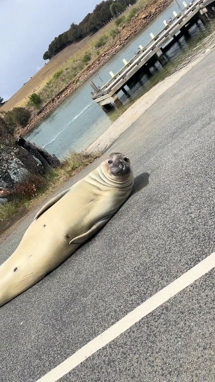Niel The Seal Terrorizes Tiny Tasmanian Town And The Internet Adores Him Niel The Seal Terrorizes Tiny Tasmanian Town And The Internet Adores Him