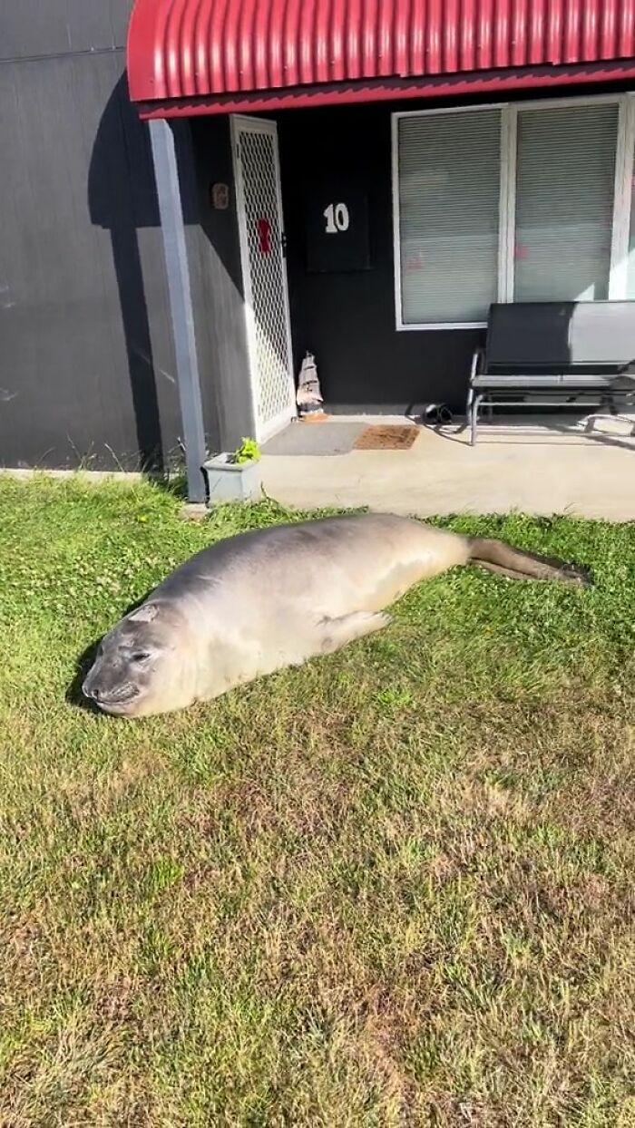Niel The Seal Terrorizes Tiny Tasmanian Town And The Internet Adores Him Niel The Seal Terrorizes Tiny Tasmanian Town And The Internet Adores Him