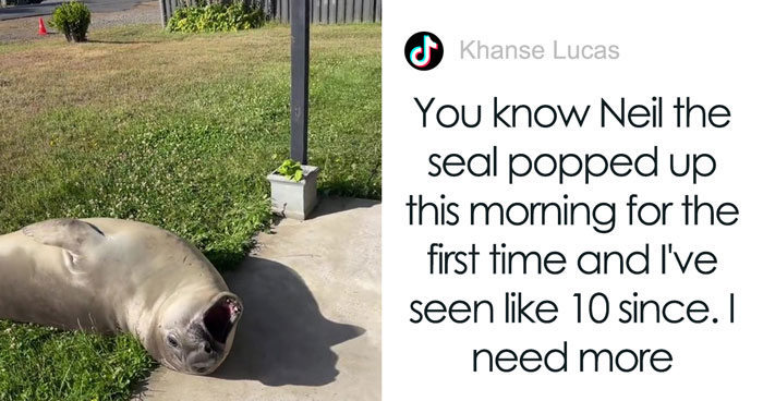 Niel The Seal Terrorizes Tiny Tasmanian Town And The Internet Adores Him