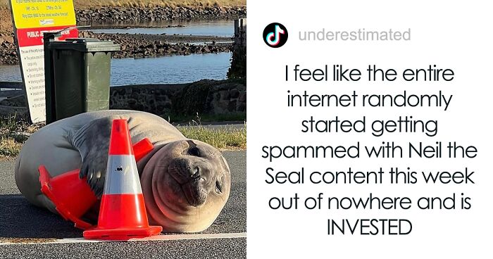 Niel The Seal Terrorizes Tiny Tasmanian Town And The Internet Adores HimNiel The Seal Terrorizes Tiny Tasmanian Town And The Internet Adores Him