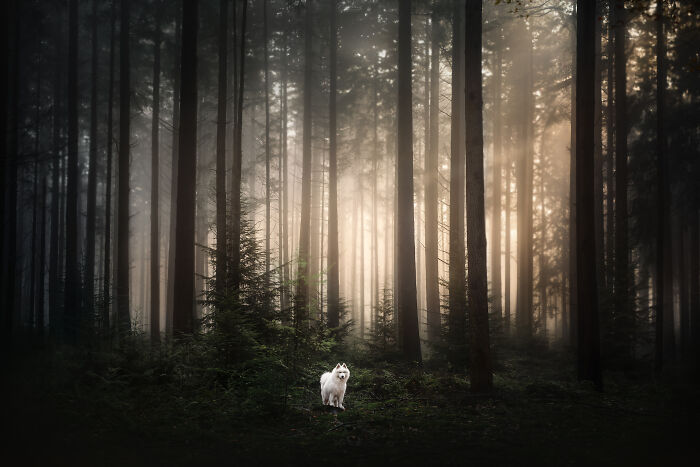The Most Perfect Autumn Sunrise With Nanuq The Samoyed