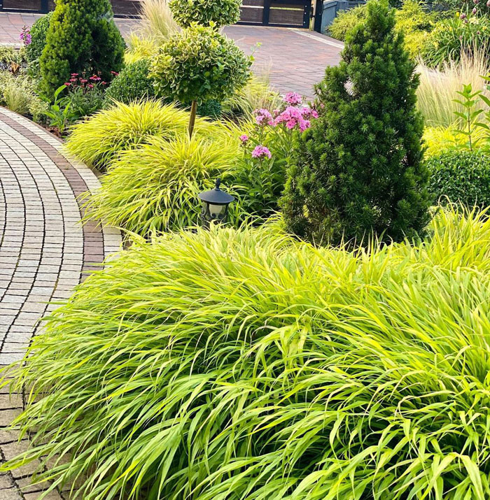 Japanese forest grass outside