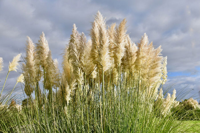 Tall Pampas grass in a field
