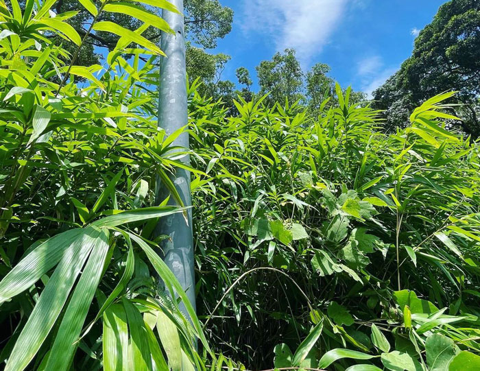 Tall Bamboo grass near a pillar