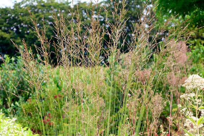 Close-up of Purple moor grass