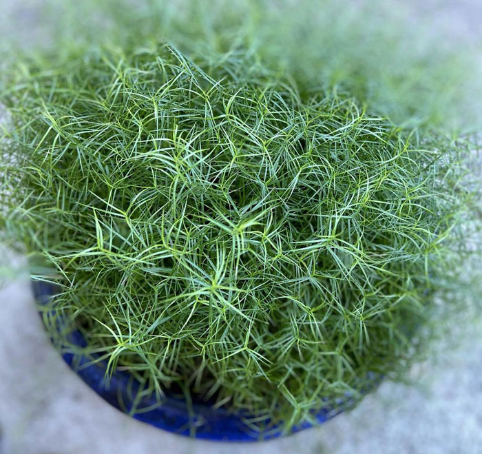 Carex Little Midge grass in a pot