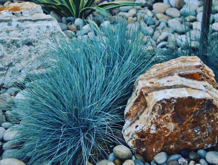 A blue fescue grass near a stone