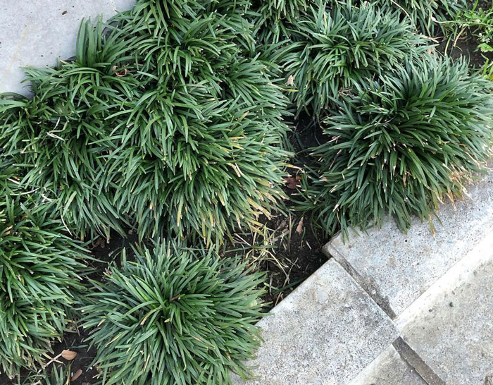 Dwarf mondo grass growing near a pavement