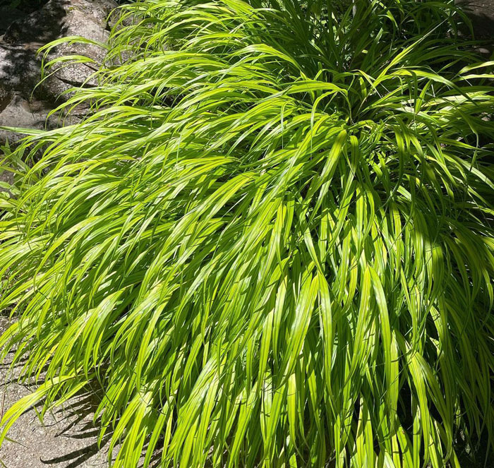 Close-up of Japanese forest grass