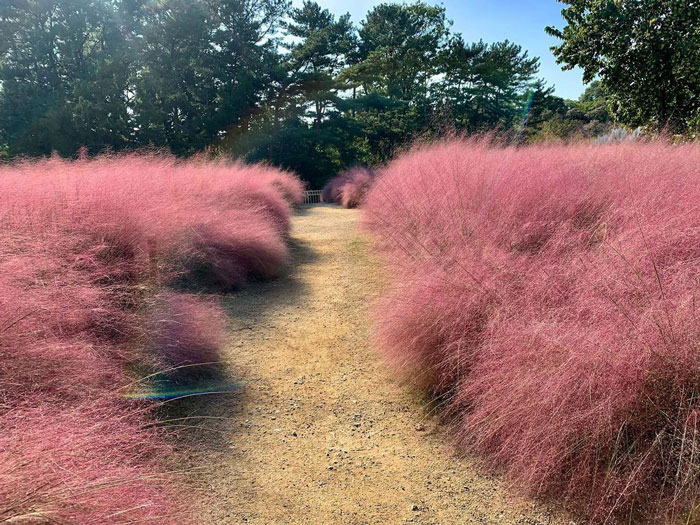 Pink muhly grass near a sand path
