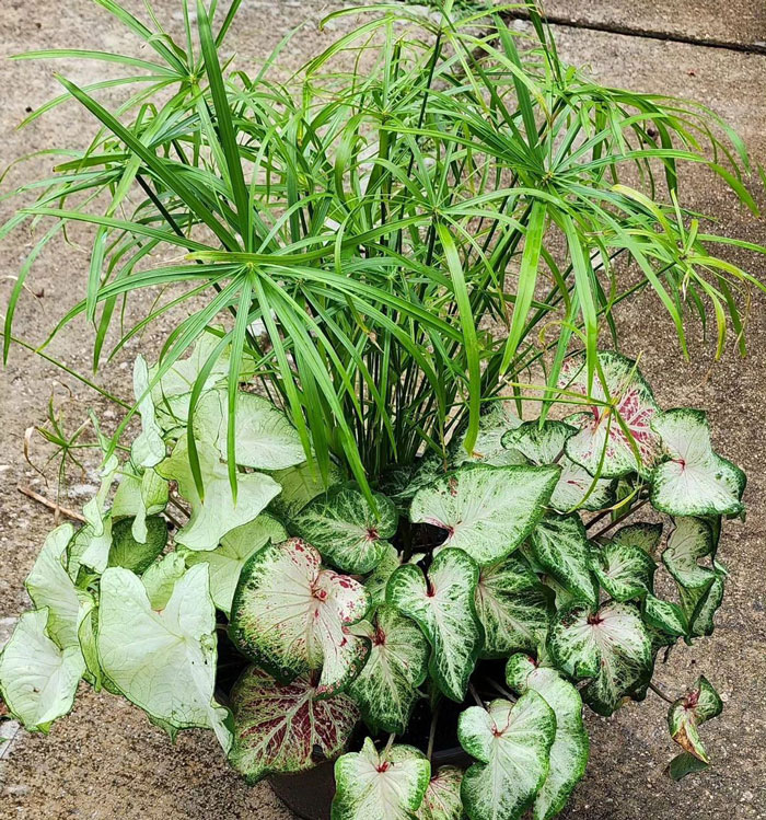Umbrella grass in one pot with another plant