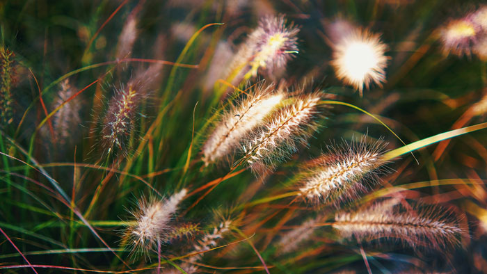 a close up of a bunch of grass