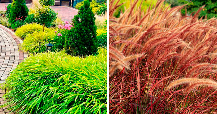 15 Beautiful Ornamental Grasses to Spruce up Your Yard