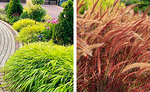 15 Beautiful Ornamental Grasses to Spruce up Your Yard