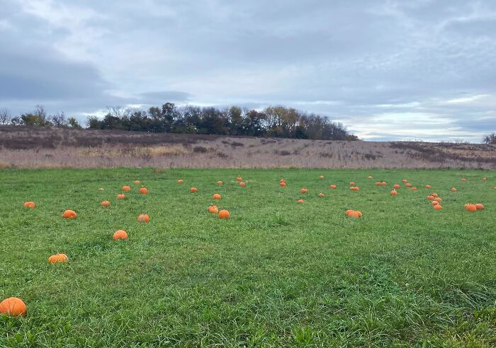 Paid $12 To Go To This "Pumpkin Patch", Also Known As A Field With Pumpkins Placed In It