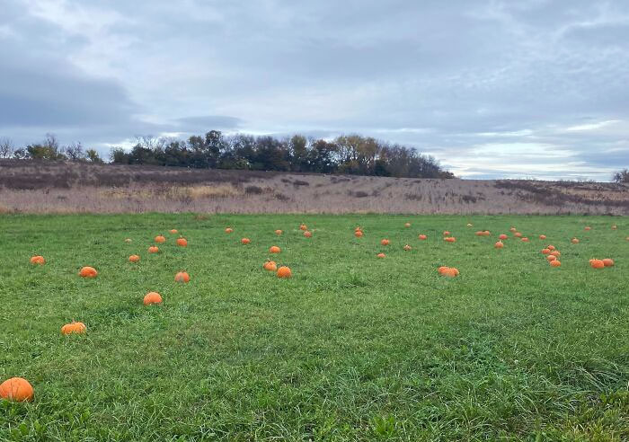 He pagado 12$ para ir a un campo de calabazas, y es literalmente un campo en el que han desperdigado unas calabazas