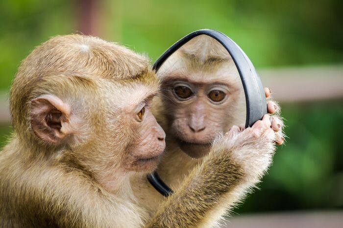 Small monkey looking at it's reflection in the mirror 