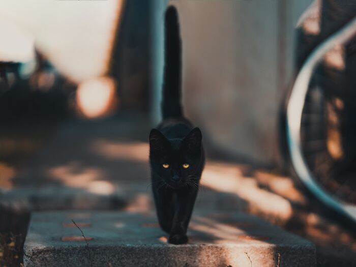 Black cat walking on a sidewalk