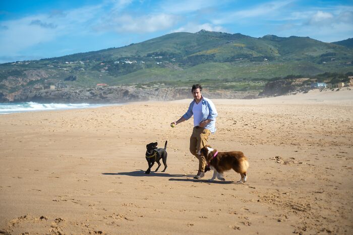 Man and his two dogs playing fetch on the beach 