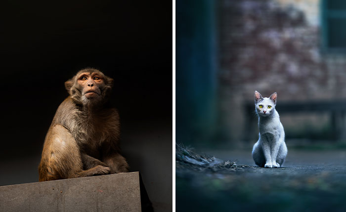 I Took Pictures Of Urban Wildlife, Here Are 10 Of Them