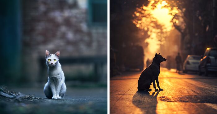 I Took Pictures Of Urban Wildlife, Here Are 10 Of Them